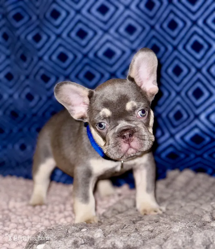 Duke – French Bulldog puppy for sale in Greensboro, NC
