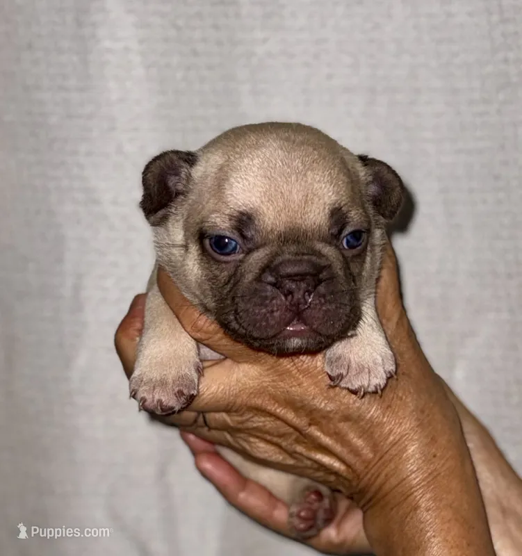Miso – French Bulldog puppy for sale in Greensboro, NC