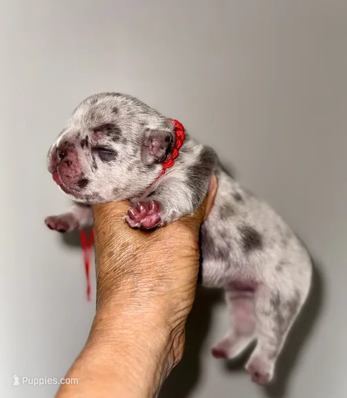 CHIPS, a male French Bulldog for sale in Greensboro, NC – 1 of 7