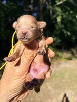 Pecan , a male Maltipoo and Poodle - Toy  for sale in Greensboro, NC – 6 of 9