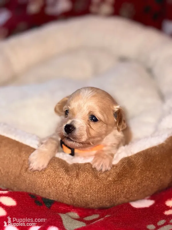 Korean Red toy Maltipoo-Apple – Maltipoo, Poodle - Toy  puppy on hold in Greensboro, NC