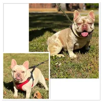 COBY, a male French Bulldog for sale in Greensboro, NC – 7 of 7