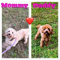 Archie-Korean toy Red Maltipoo, a male Maltipoo and Poodle - Toy  for sale in Greensboro, NC – 9 of 9