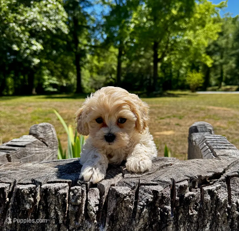 London-Korean Maltipoo – Maltipoo puppy for sale in Greensboro, NC