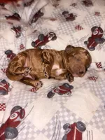 Archie-Korean toy Red Maltipoo, a male Maltipoo and Poodle - Toy  for sale in Greensboro, NC – 3 of 9