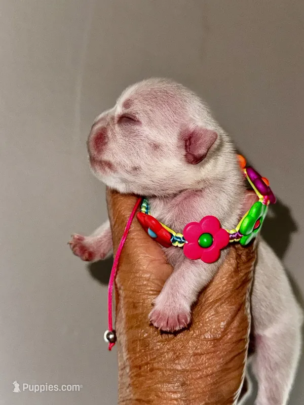 Cherry – French Bulldog puppy for sale in Greensboro, NC