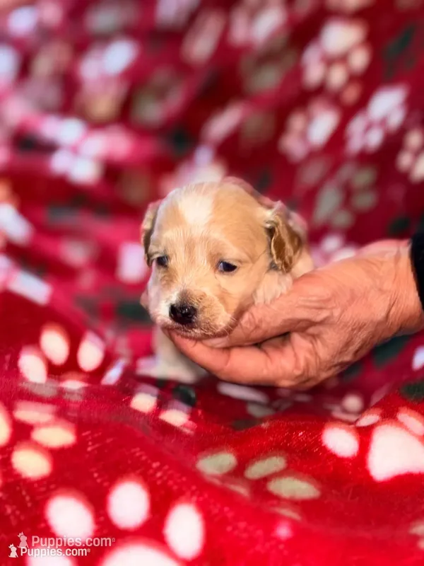 KOREAN TOY Maltipoo - Acorn  – Maltipoo, Poodle - Toy  puppy for sale in Greensboro, NC