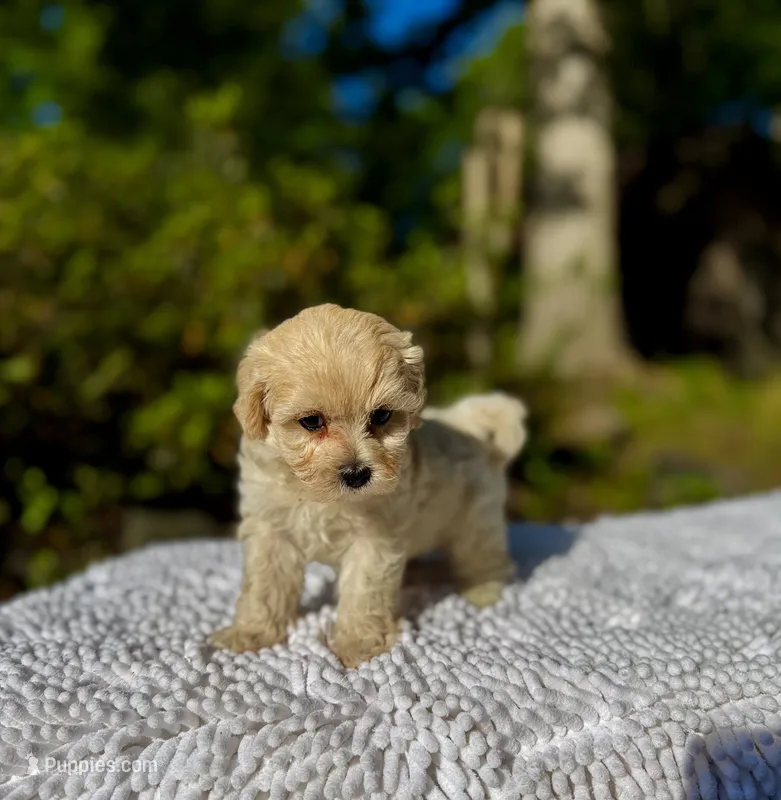London-Korean Maltipoo – Maltipoo puppy for sale in Greensboro, NC