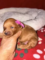Korean toy Maltipoo - Autumn, a female Maltipoo and Poodle - Toy  for sale in Greensboro, NC – 4 of 8
