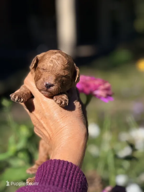 Archie-Korean toy  Maltipoo – Maltipoo, Poodle - Toy  puppy for sale in Greensboro, NC