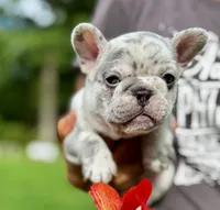 GOLF, a male French Bulldog for sale in Greensboro, NC – 2 of 8