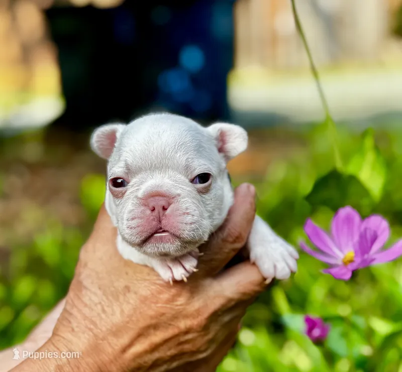 Gail – French Bulldog puppy for sale in Greensboro, NC