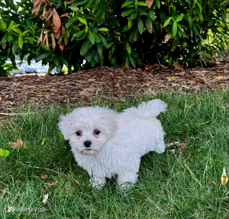 LEAF - Korean Maltipoo boy – Maltipoo, Maltese puppy for sale in Greensboro, NC