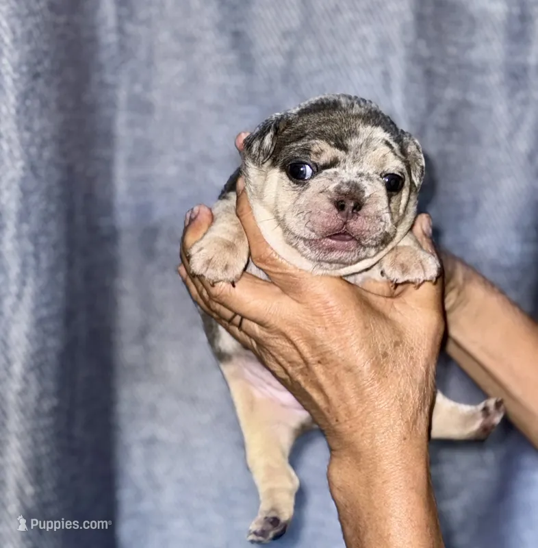 Molly – French Bulldog puppy for sale in Greensboro, NC