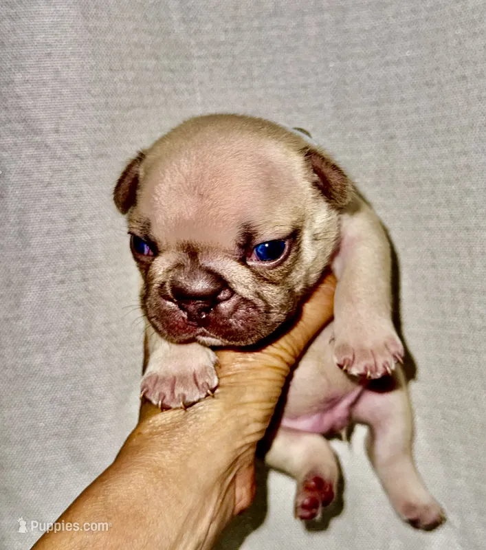 Milky – French Bulldog puppy for sale in Greensboro, NC