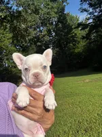 Cherry, a female French Bulldog for sale in Greensboro, NC – 4 of 10