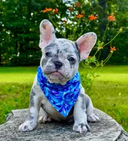 Golf, a male French Bulldog for sale in Greensboro, NC – 3 of 8