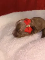 Amber-Korean Red Toy Maltipoo, a female Maltipoo and Poodle - Toy  for sale in Greensboro, NC – 7 of 10