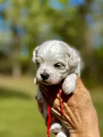LEO-Korean Maltipoo boy, a male Maltipoo and Poodle - Toy  for sale in Greensboro, NC – Photo 4 of 10