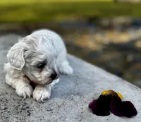 LEO1-Korean Maltipoo boy, a male Maltipoo and Poodle - Toy  for sale in Greensboro, NC – Photo 4 of 9