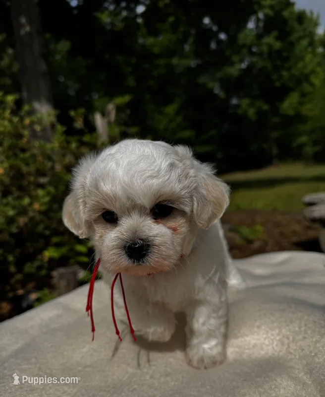 LEO1-Korean Maltipoo boy – Maltipoo, Poodle - Toy  puppy for sale in Greensboro, NC