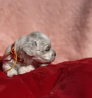 LEO-Korean Maltipoo boy, a male Maltipoo and Poodle - Toy  for sale in Greensboro, NC – Photo 10 of 10