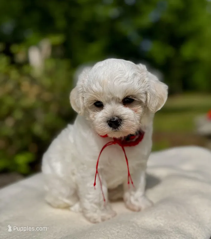 LEO1-Korean Maltipoo boy – Maltipoo, Poodle - Toy  puppy for sale in Greensboro, NC