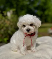 LEO1-Korean Maltipoo boy, a male Maltipoo and Maltese for sale in Greensboro, NC – 6 of 8