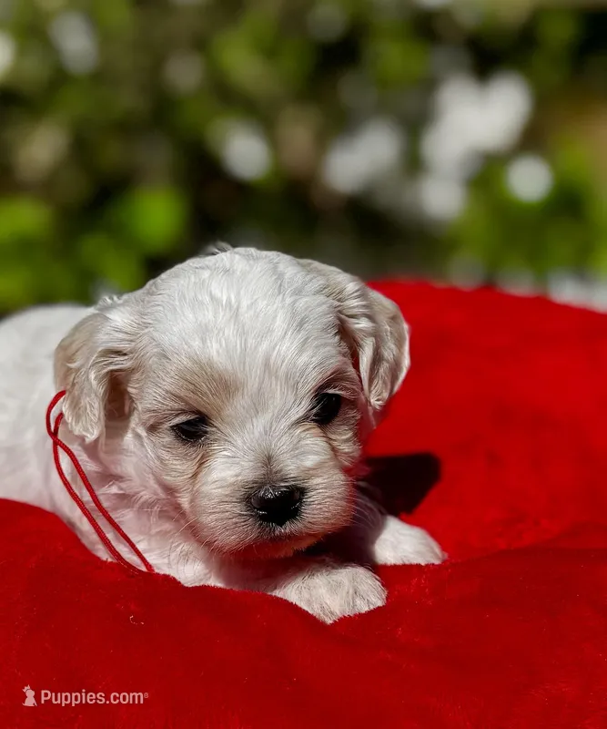 LEO1-Korean Maltipoo boy – Maltipoo, Poodle - Toy  puppy for sale in Greensboro, NC