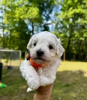 LEO1-Korean Maltipoo boy, a male Maltipoo and Poodle - Toy  for sale in Greensboro, NC – Photo 7 of 9