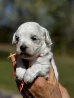 LEO-Korean Maltipoo boy, a male Maltipoo and Poodle - Toy  for sale in Greensboro, NC – Photo 7 of 10