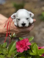 LEO, a male Maltipoo and Poodle - Toy  for sale in Greensboro, NC – Photo 2 of 7