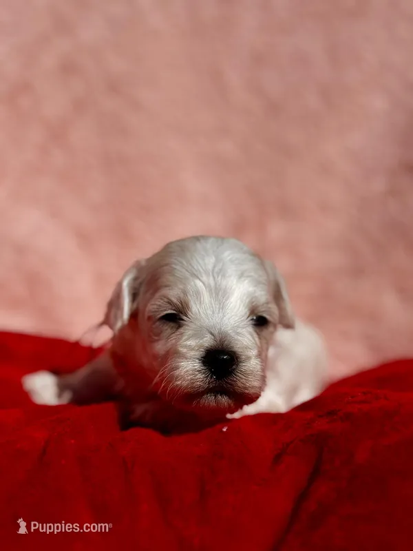 LEO-Korean Maltipoo boy – Maltipoo, Poodle - Toy  puppy for sale in Greensboro, NC