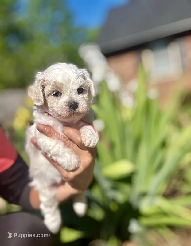 LEO1-Korean Maltipoo boy – Maltipoo, Poodle - Toy  puppy for sale in Greensboro, NC