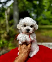 LEO1-Korean Maltipoo boy, a male Maltipoo and Maltese for sale in Greensboro, NC – 4 of 8