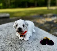 LEO1-Korean Maltipoo boy, a male Maltipoo and Poodle - Toy  for sale in Greensboro, NC – Photo 3 of 9