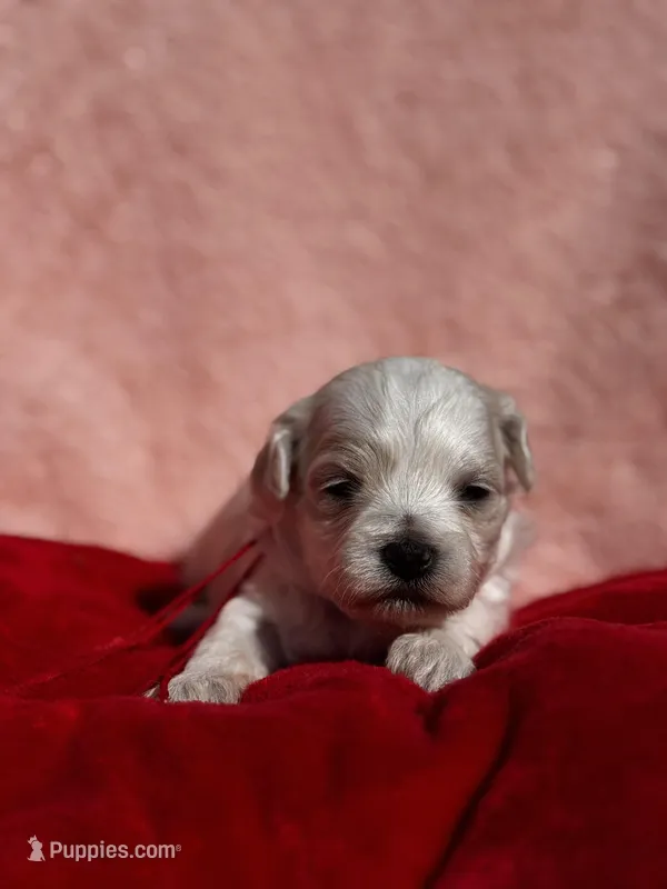 LEO-Korean Maltipoo boy – Maltipoo, Poodle - Toy  puppy for sale in Greensboro, NC