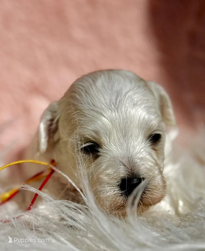 LEO – Maltipoo, Poodle - Toy  puppy for sale in Greensboro, NC