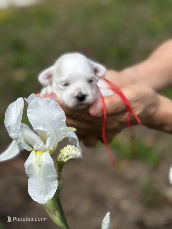 LEO – Maltipoo, Poodle - Toy  puppy for sale in Greensboro, NC