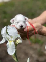 LEO, a male Maltipoo and Poodle - Toy  for sale in Greensboro, NC – Photo 1 of 7