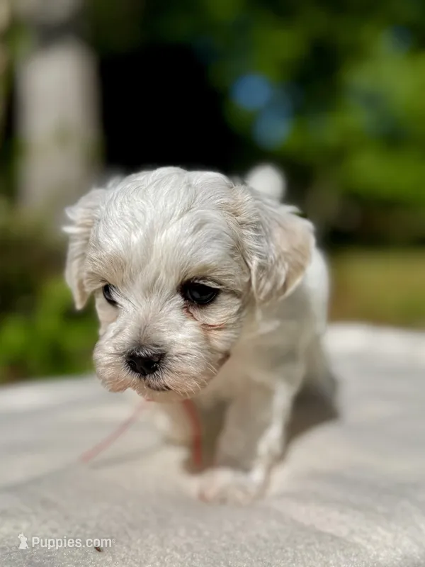 LEO1-Korean Maltipoo boy – Maltipoo, Poodle - Toy  puppy for sale in Greensboro, NC