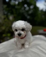 LEO1-Korean Maltipoo boy, a male Maltipoo and Maltese for sale in Greensboro, NC – 7 of 8
