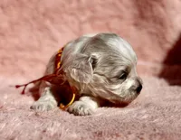 LEO-Korean Maltipoo boy, a male Maltipoo and Poodle - Toy  for sale in Greensboro, NC – Photo 9 of 10