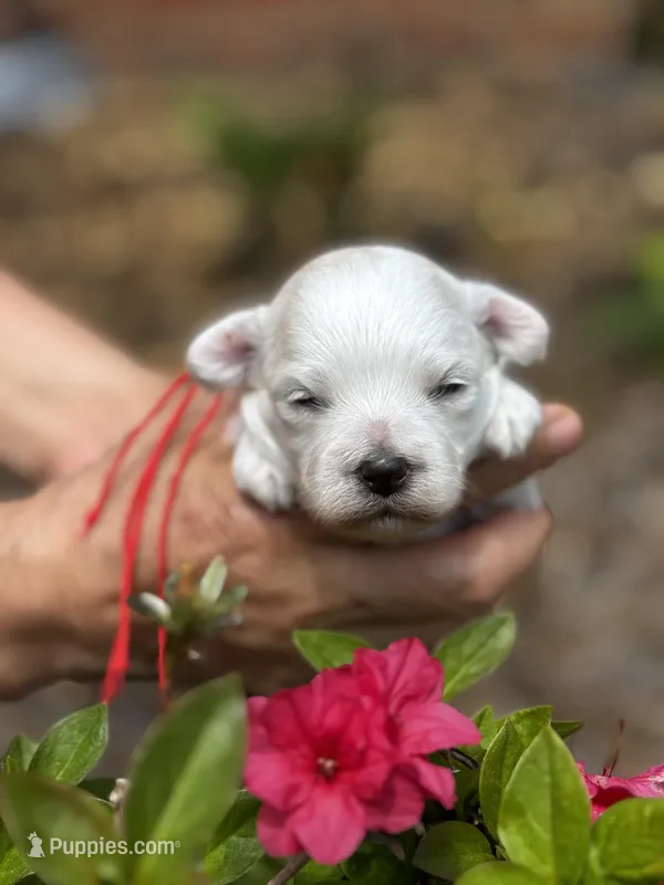 LEO – Maltipoo, Poodle - Toy  puppy for sale in Greensboro, NC