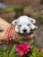 LEO, a male Maltipoo and Poodle - Toy  for sale in Greensboro, NC – Photo 4 of 7