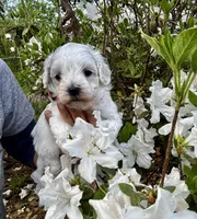 LEO1-Korean Maltipoo boy, a male Maltipoo and Poodle - Toy  for sale in Greensboro, NC – Photo 2 of 9