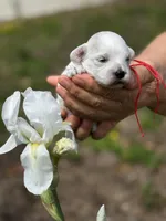 LEO, a male Maltipoo and Poodle - Toy  for sale in Greensboro, NC – Photo 3 of 7