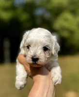 LEO1-Korean Maltipoo boy, a male Maltipoo and Poodle - Toy  for sale in Greensboro, NC – Photo 5 of 9
