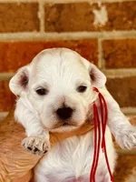 LEO, a male Maltipoo and Poodle - Toy  for sale in Greensboro, NC – Photo 7 of 7