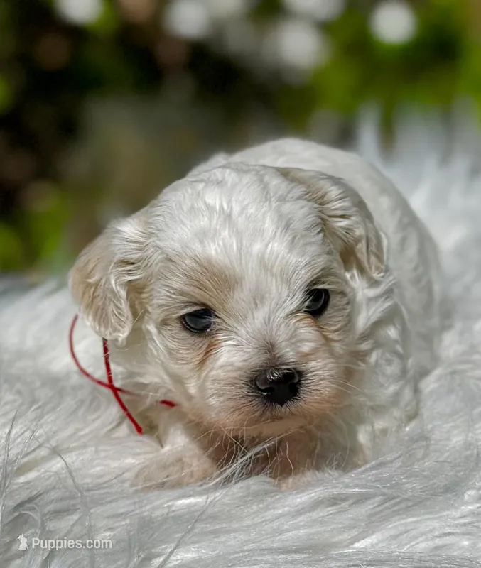 LEO1-Korean Maltipoo boy – Maltipoo, Poodle - Toy  puppy for sale in Greensboro, NC
